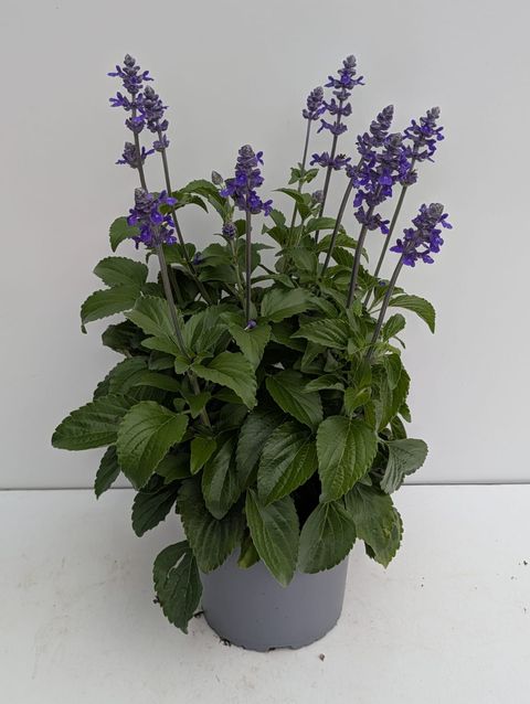 Salvia MYSTIC SPIRES BLUE
