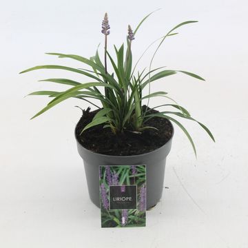 Liriope muscari 'Манимейкер'