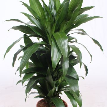 Dracaena fragrans 'Janet Craig'