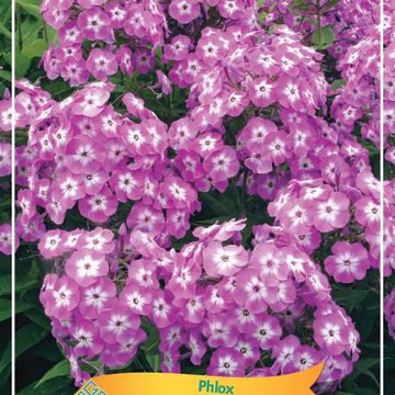 Phlox 'Little Boy'