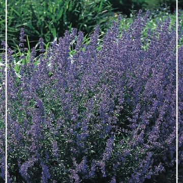 Nepeta 'Six Hills Giant'