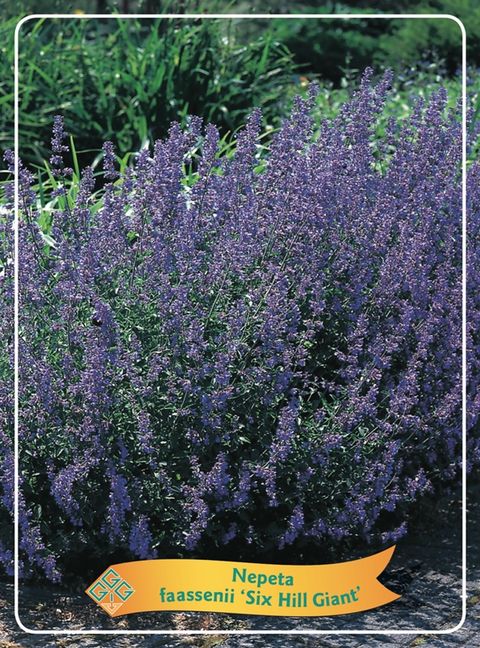 Nepeta 'Six Hills Giant'