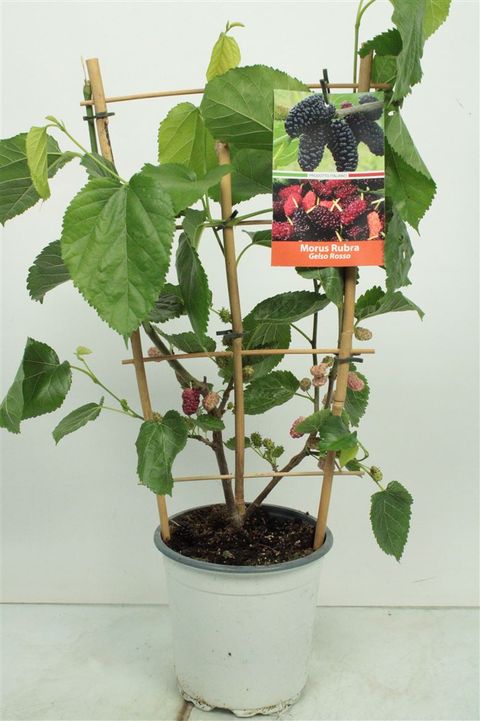 Morus rubra 'Gelso Rosso'