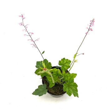 x Heucherella alba 'Bridget Bloom'