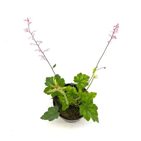 x Heucherella alba 'Bridget Bloom'