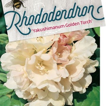Rhododendron 'Golden Torch' (Y)