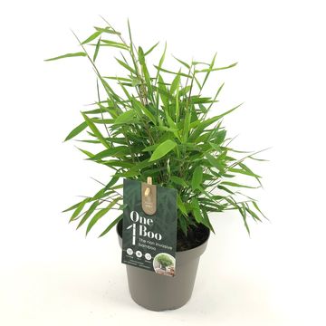 Fargesia nitida 'Gansu'