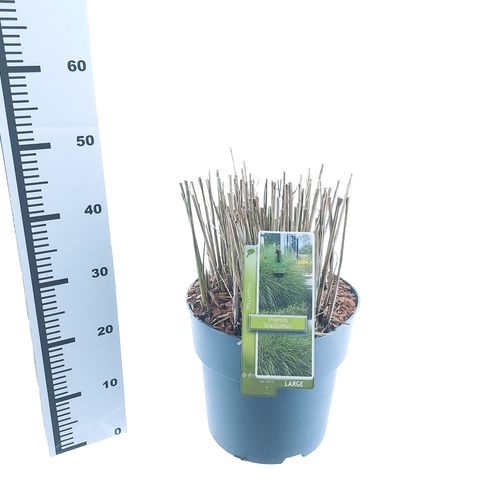 Miscanthus sinensis 'Gracillimus'