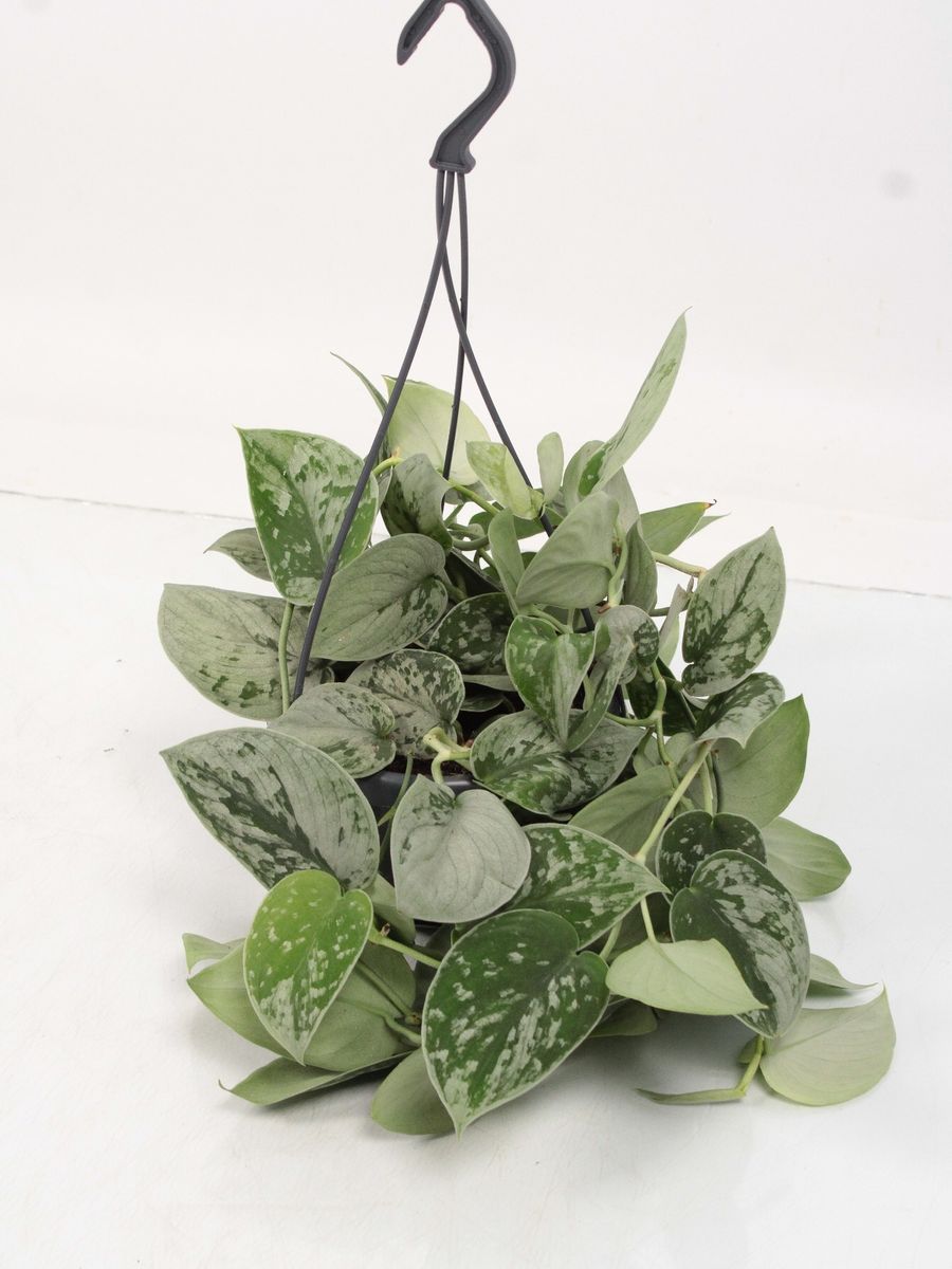 Scindapsus pictus 'Silvery Ann' — Plant Wholesale FlorAccess