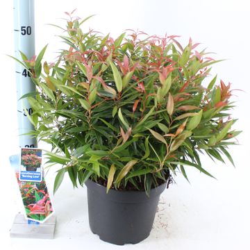 Leucothoe keiskei BURNING LOVE