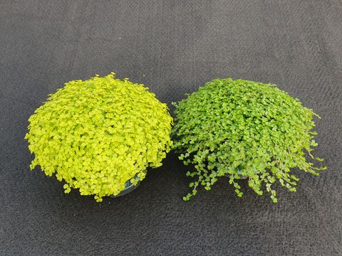 Soleirolia soleirolii MIX