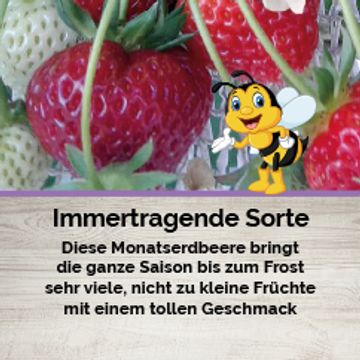 Fragaria x ananassa 'Monatserdbeere'