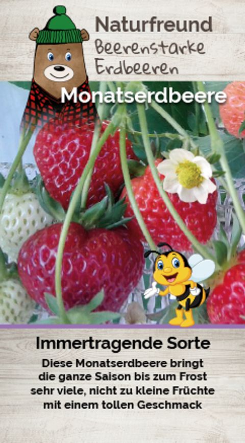 Fragaria x ananassa 'Monatserdbeere'