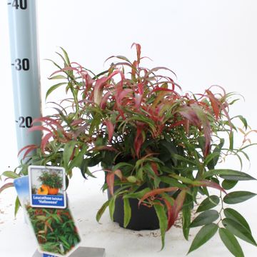 Leucothoe keiskei HALLOWEEN