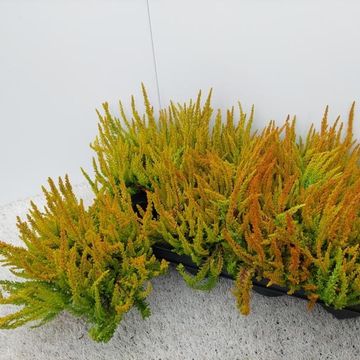 Calluna vulgaris GARDEN GIRLS ZOE