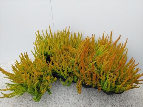 Calluna vulgaris GARDEN GIRLS ZOE