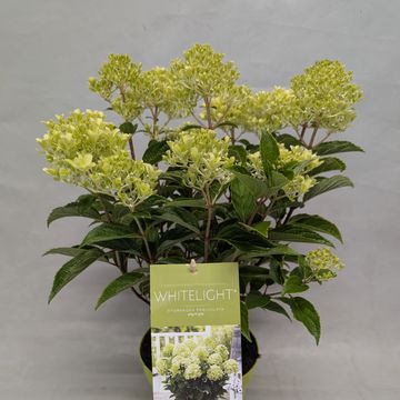 Hydrangea paniculata WHITELIGHT
