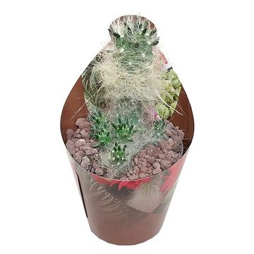 Austrocylindropuntia floccosa