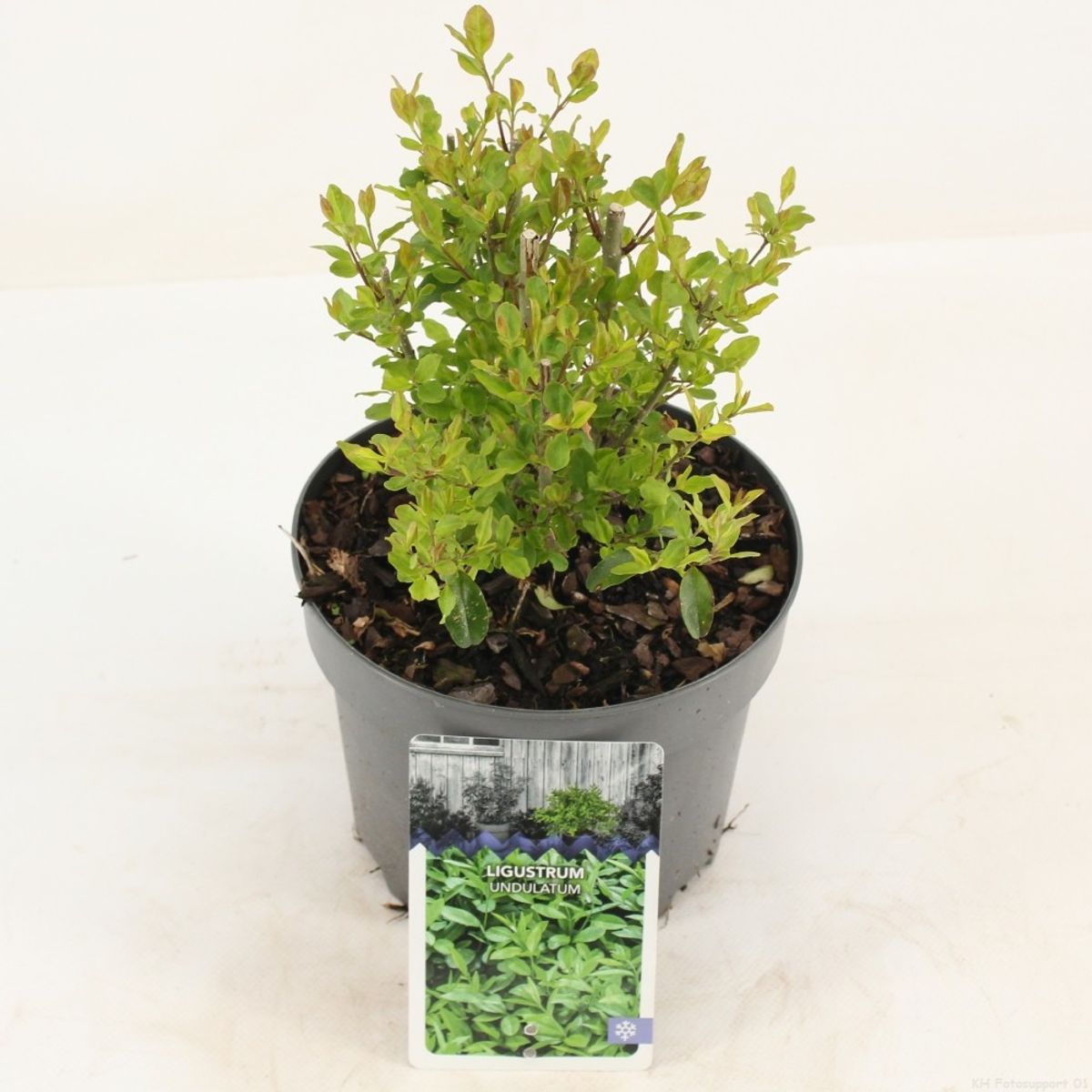 Ligustrum undulatum  Plant Wholesale FlorAccess