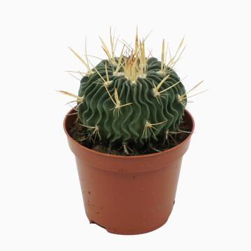 Echinofossulocactus