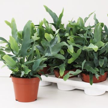 Phlebodium aureum 'Blue Star'