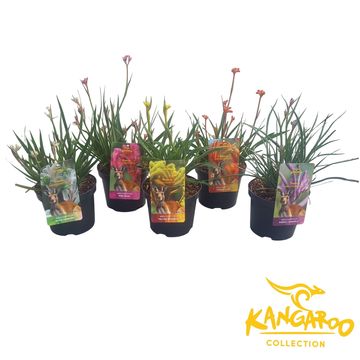 Anigozanthos MIX