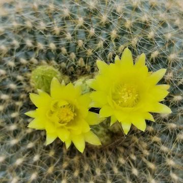 Notocactus graessneri