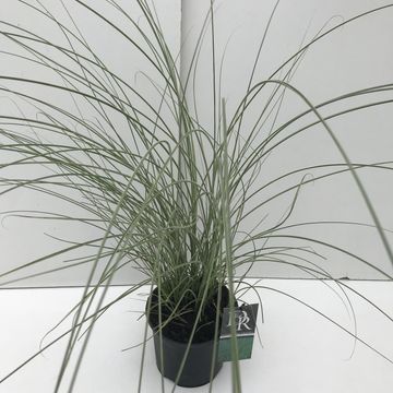 Miscanthus sinensis 'Morning Light'