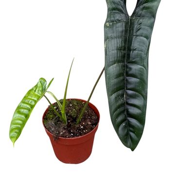 Philodendron 'Felix'