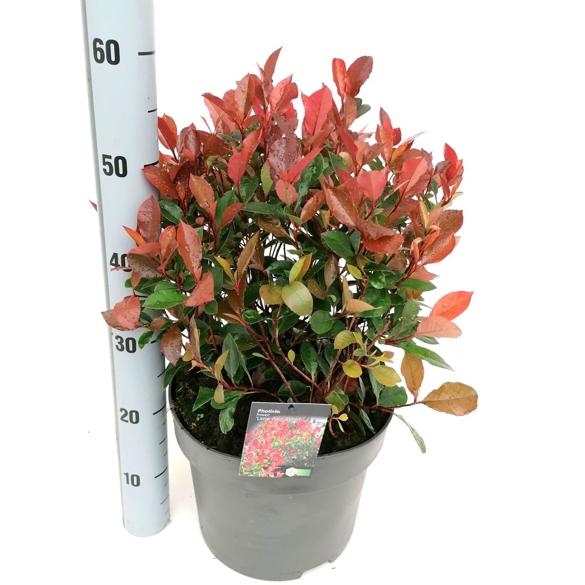 Photinia x fraseri 'Little Red Robin'  Plant Wholesale FlorAccess