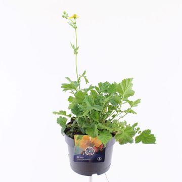 Geum chiloense 'Lady Stratheden'