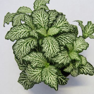 Fittonia MOSAIC WHITE TIGER