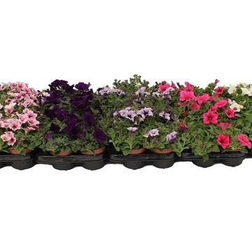 Петунія FAMOUS MIX