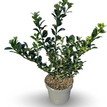 Ilex x meserveae HECKENFEE