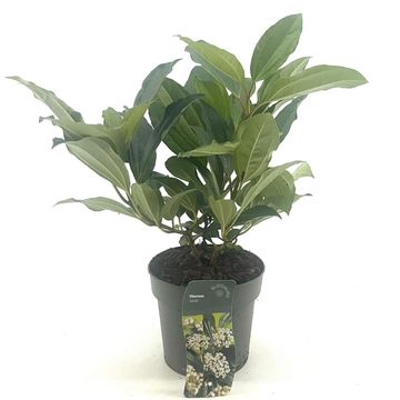 Viburnum davidii
