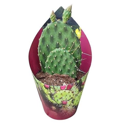 Opuntia rhodantha