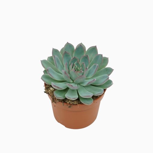 Echeveria 'Apus'