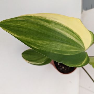 Drimiopsis maculata 'Variegata'