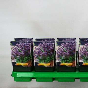 Salvia nemorosa SENSATION COMPACT VIOLET