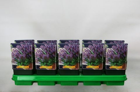 Salvia nemorosa SENSATION COMPACT VIOLET