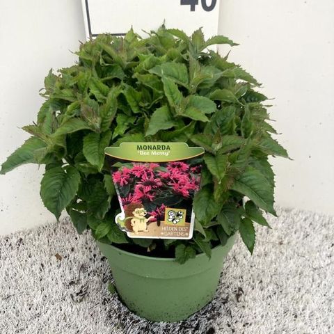 Monarda BEE-YOU BEE-MERRY