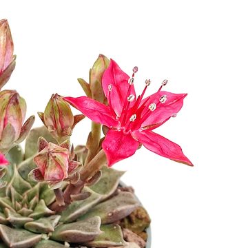 Graptopetalum bellum