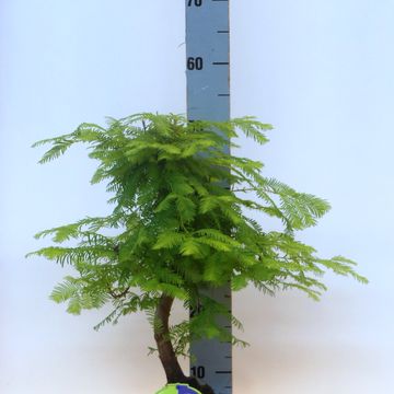Metasequoia glyptostroboides