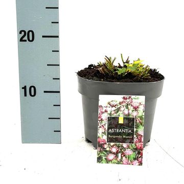 Astrantia major 'Burgundy Manor'