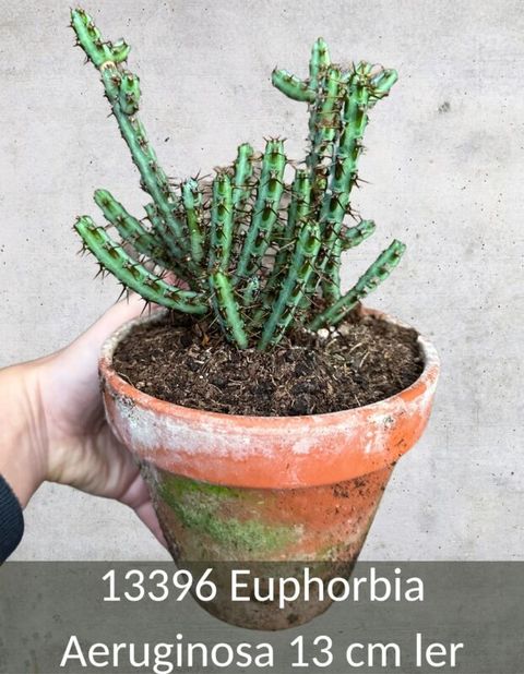Euphorbia aeruginosa