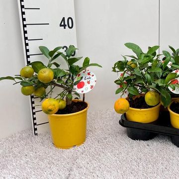 Citrus x limonia 'Rangpur'