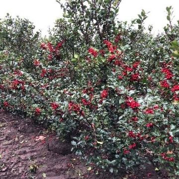 Ilex x meserveae 'Blue Princess'