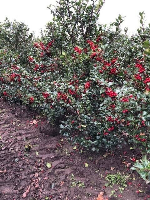 Ilex x meserveae 'Blue Princess'