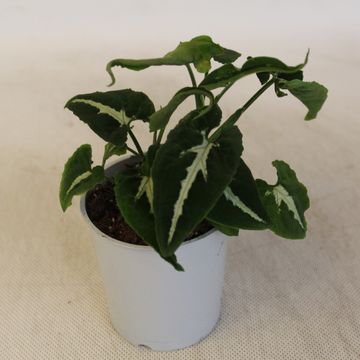 Syngonium wendlandii