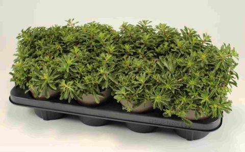 Sedum floriferum 'Weihenstephaner Gold'